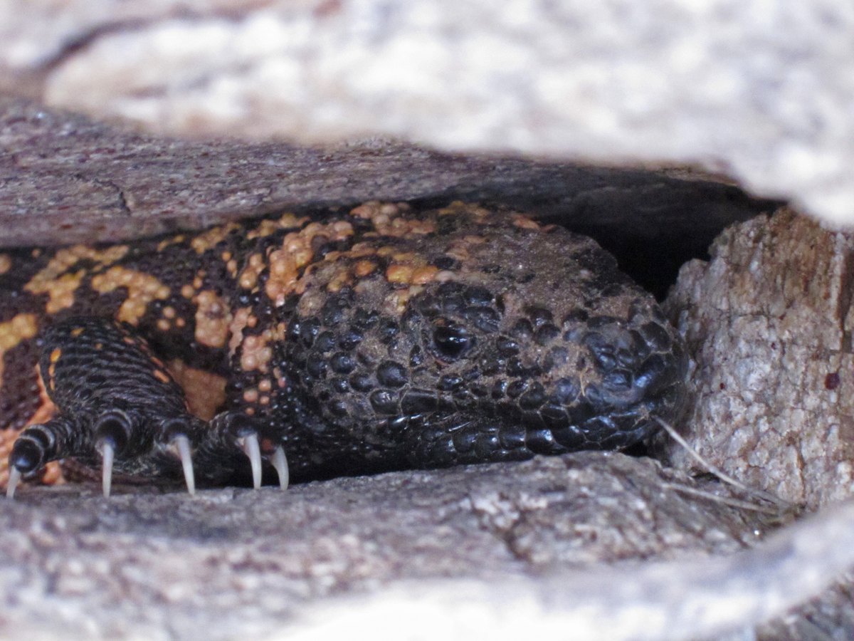 Close-up of a Gila monster's beaded head