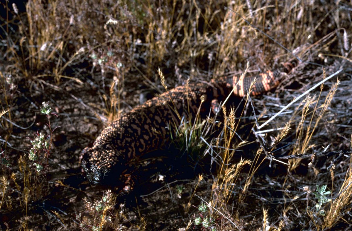 A Gila monster in the desert