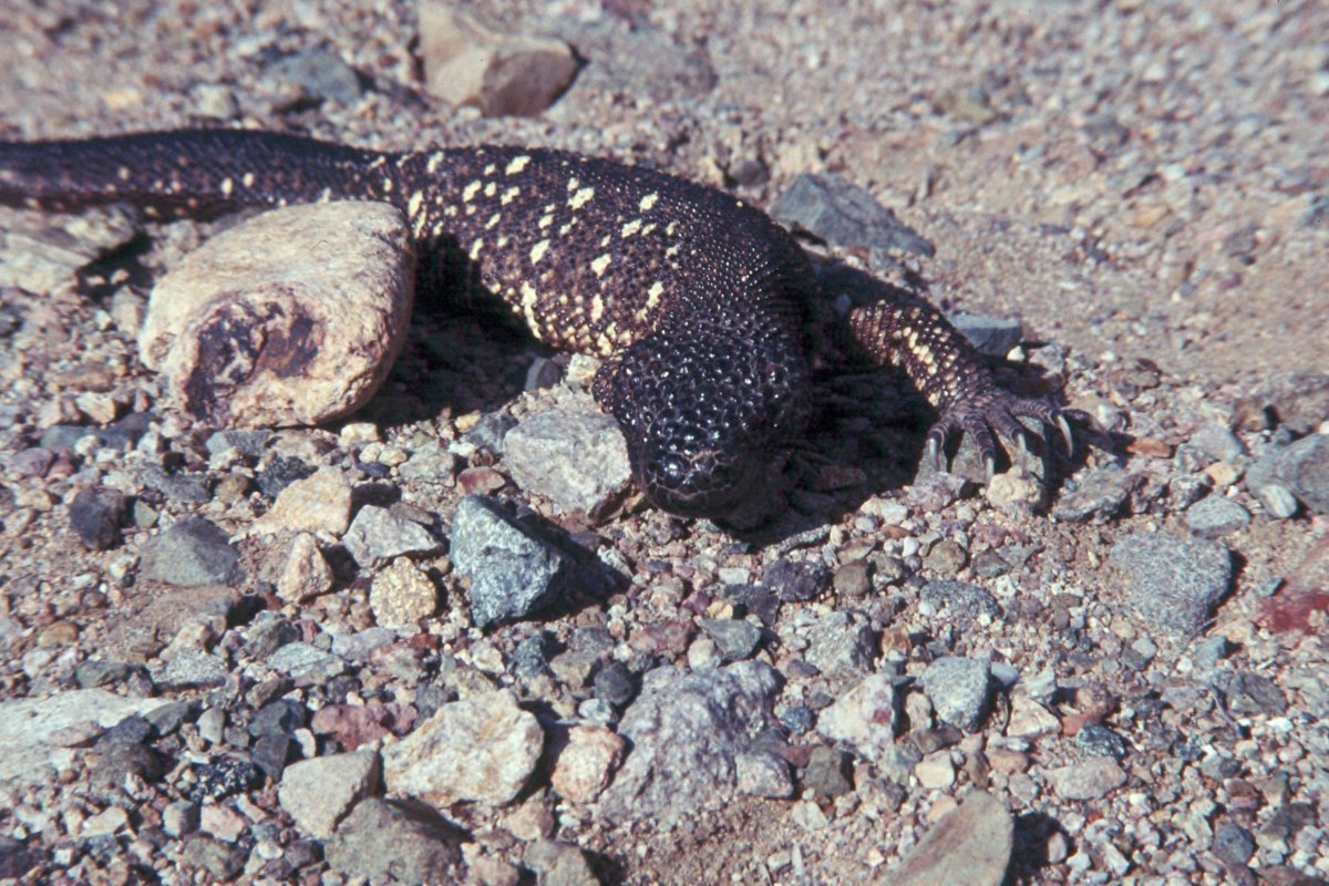 A Mexican beaded lizard lying on rocks