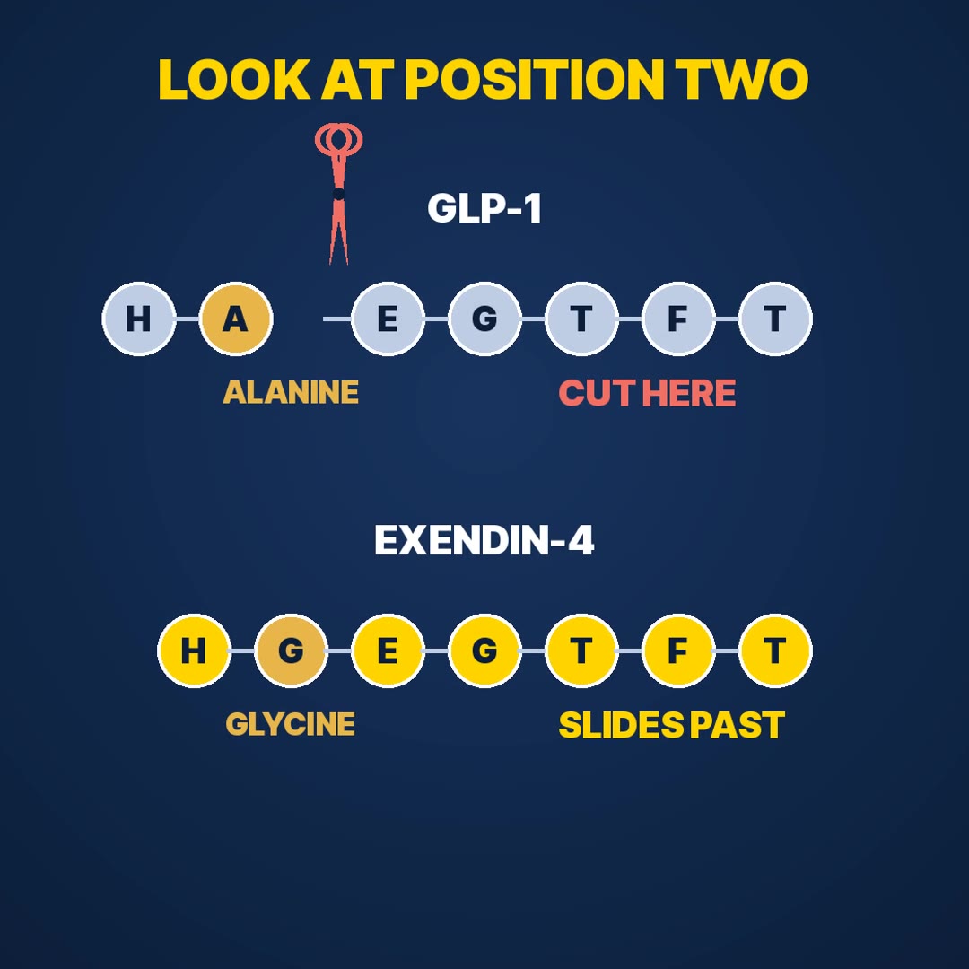 Explainer: alanine at position two in GLP-1 versus glycine in exendin-4