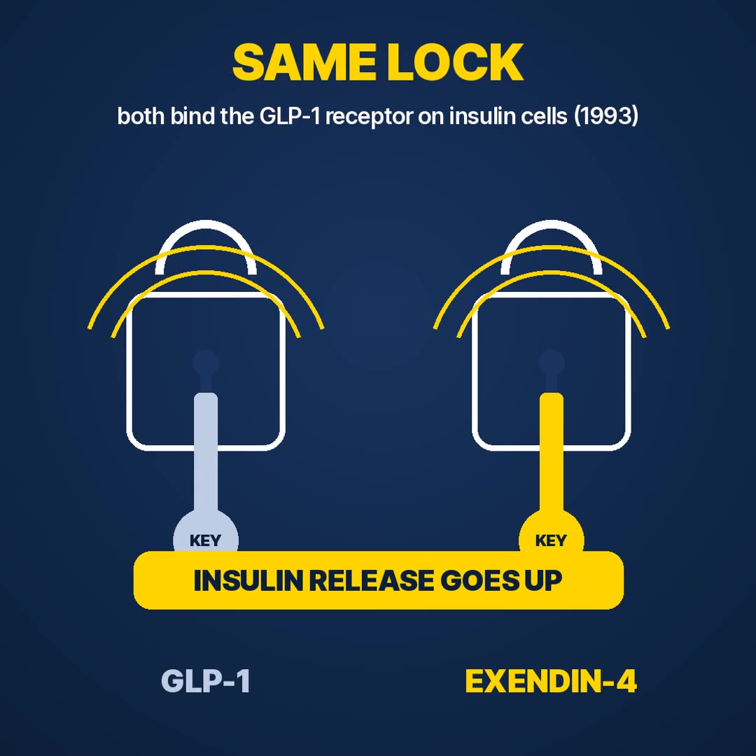 Explainer: GLP-1 and exendin-4 bind the same receptor on insulin cells